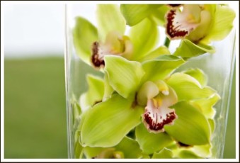 green orchids as wedding decorations
