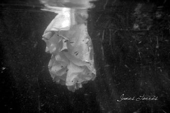 903068_602525683091678_215372490_o